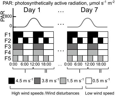 Dynamics of Microcystis surface scum formation under different wind conditions: the role of hydrodynamic processes at the air-water interface